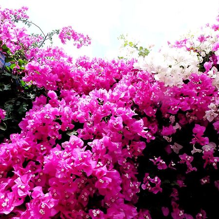 Bougainvillea Suites Kamari  Luaran gambar