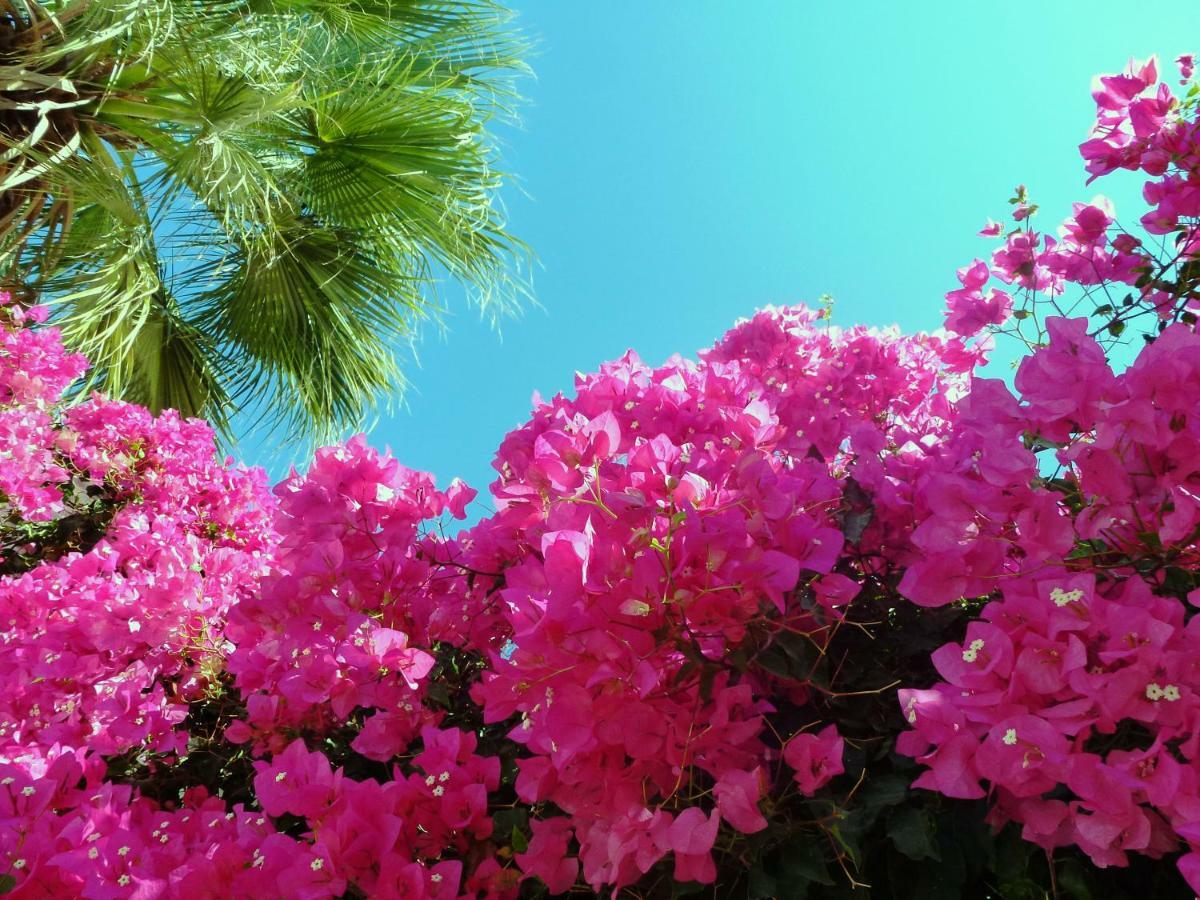 Bougainvillea Suites Kamari  Luaran gambar