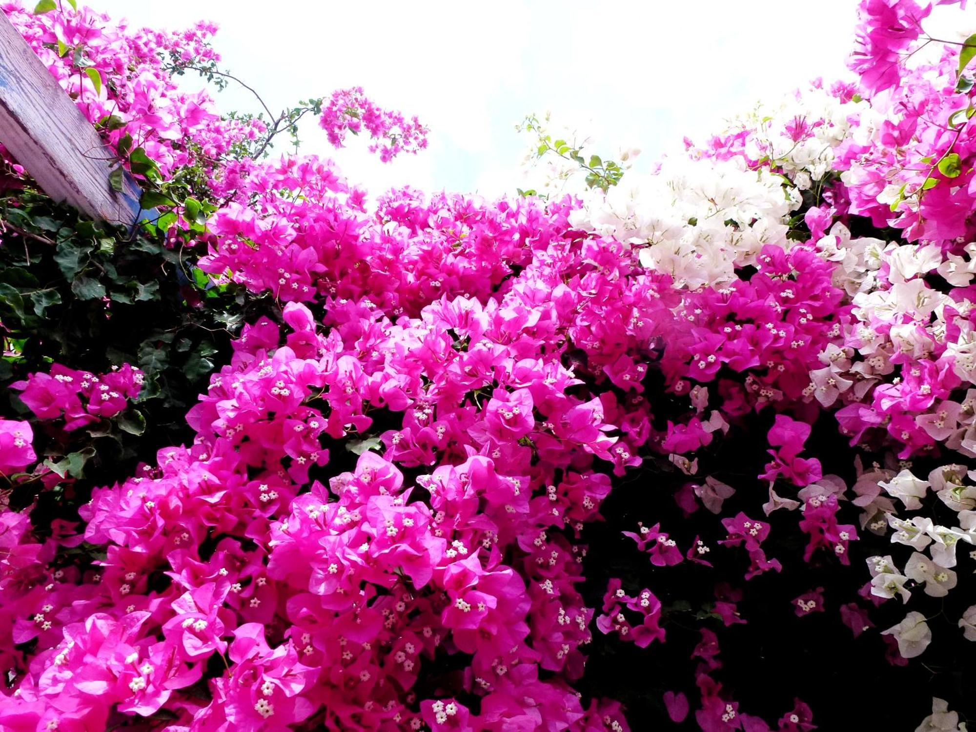 Bougainvillea Suites Kamari  Luaran gambar