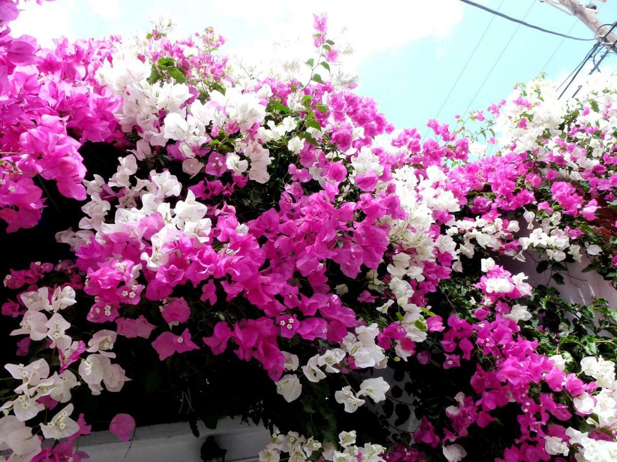 Bougainvillea Suites Kamari  Luaran gambar